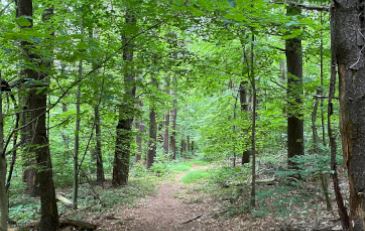Outdoor hiking trail with foliage overhead.